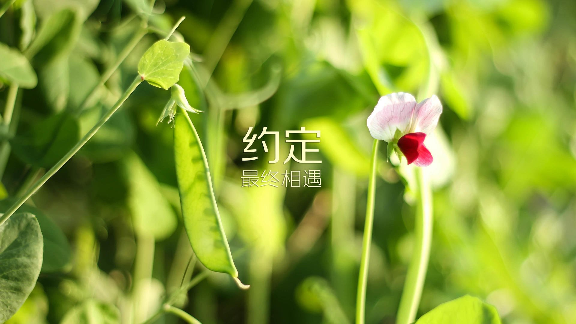 “传奇故事：迈克尔·乔丹的篮球奇迹”，迈克尔 d 乔丹