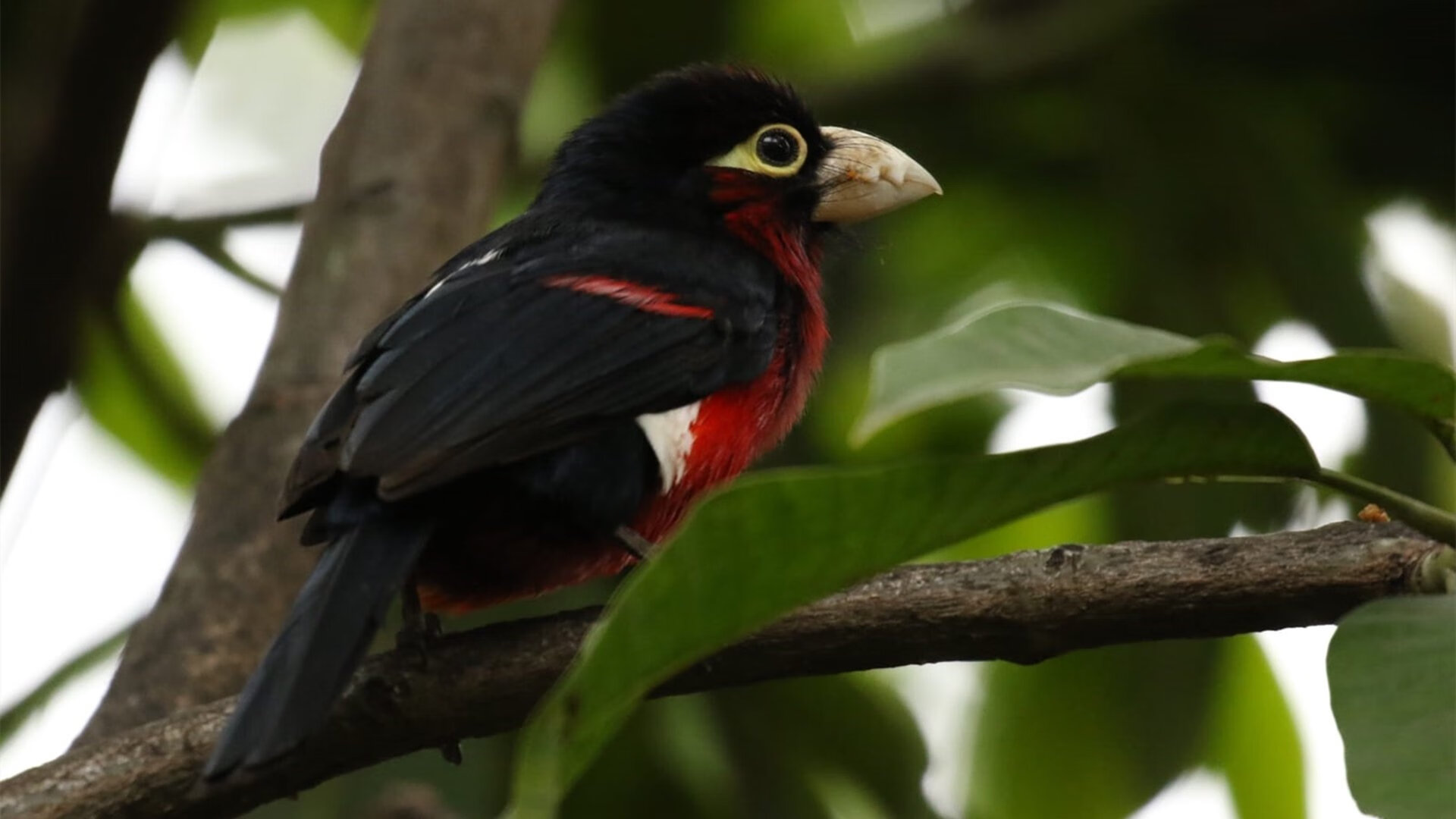 “英超逆转戏码不断,场面精彩纷呈”,英超转会市场最新消息