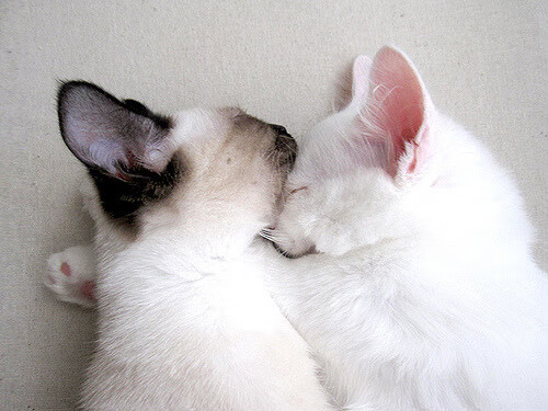 乡村振兴战略助推农村篮球全民参与，乡村篮球队百科